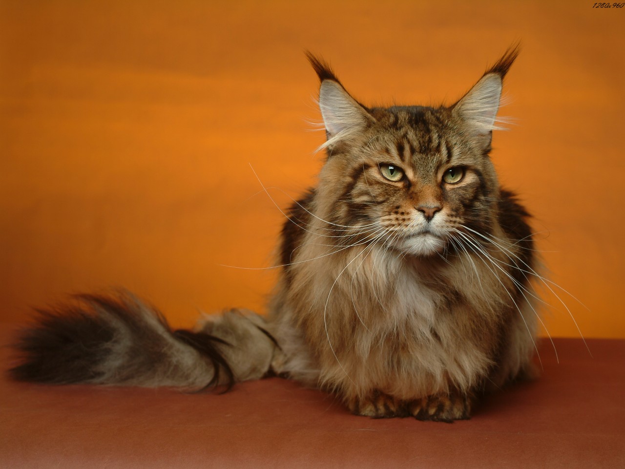 chat droitier gaucher